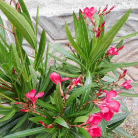 Nerium oleander 'Jannoch' - Laurier rose à fleurs rouges - Rosage simple