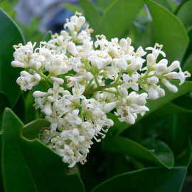 Ligustrum japonicum 'Texanum' - Troène du Texas parfumé