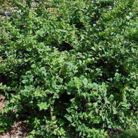 Abeliophyllum distichum 'Roseum' - Forsythia rose