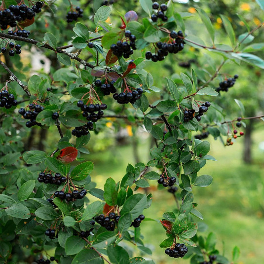 Aronia melanocarpa 'Viking' - Aronie à fruits noirs