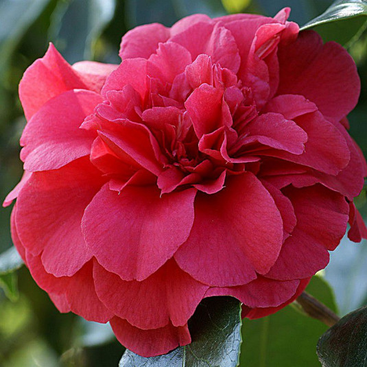 Camellia japonica 'Adolphe Audusson' * - Camélia d'hiver rouge double