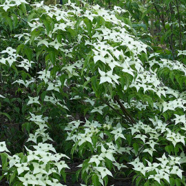 Cornus kousa 'Chinensis' - Cornouiller de Chine à fleurs blanches