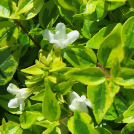 Abelia grandiflora 'Kaleidoscope'® - Abélia panaché multicolore