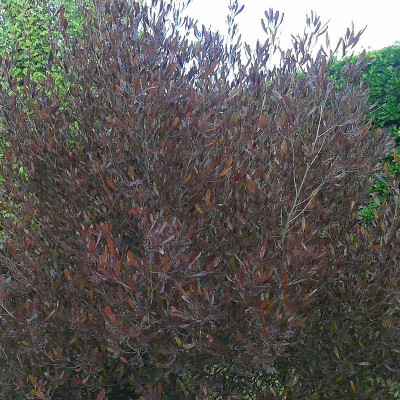 Dodonea viscosa 'Purpurea'...