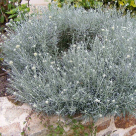 Helichrysum italicum Serotinum - Arbre à curry - Immortelle d'Italie