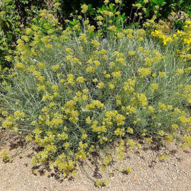 Helichrysum italicum Serotinum - Arbre à curry - Immortelle d'Italie