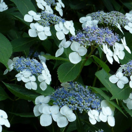 Hydrangea serrata 'Blue Bird' - Hortensia arbustif bleu