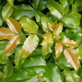 Mahonia aquifolium - Mahonia jaune parfumé à feuilles de houx