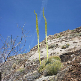 Agave utahensis - Agave de l'Utah résistante au froid