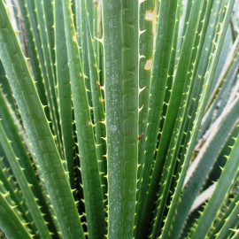 Dasylirion leiophyllum - Sotol vert
