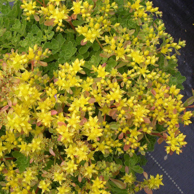 Sedum 'Czar's Gold' - Orpin...