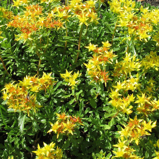 Sedum floriferum 'Weihenstephaner Gold' - Orpin florifère jaune