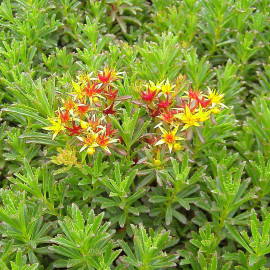 Sedum floriferum 'Weihenstephaner Gold' - Orpin florifère jaune