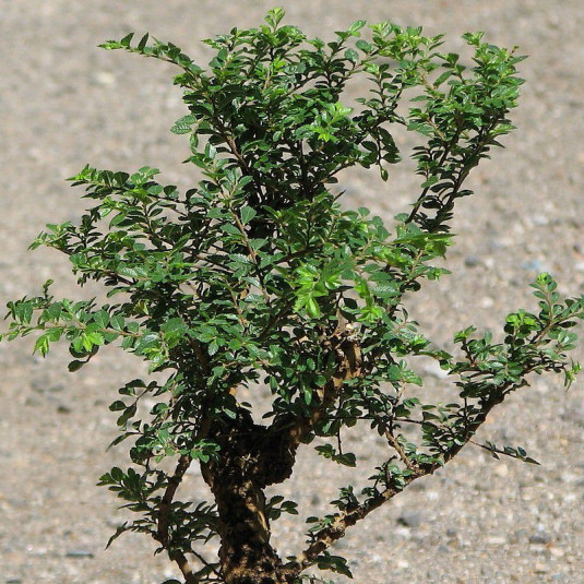 Bonsai Orme de Chine - Ulmus parvifolia - Fiche d'entretien