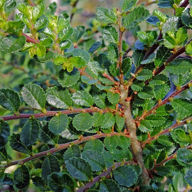 Ulmus parvifolia 'Seiju' - Orme de Chine nain