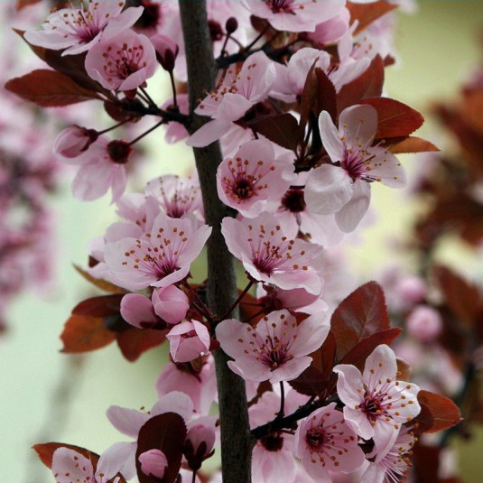 Prunus cerasifera 'Pissardii' Vente Prunier d'ornement pourpre — free download