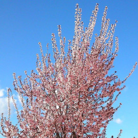 Prunus cerasifera 'Pissardii' - Prunier d'ornement pourpre