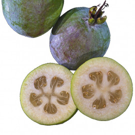 Feijoa sellowiana 'Gemini' - Acca - Goyavier du Brésil - Goyave ananas
