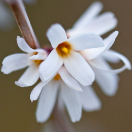 Abeliophyllum distichum - Forsythia blanc de Corée