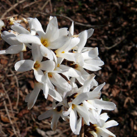 Abeliophyllum distichum - Forsythia blanc de Corée