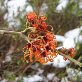 Hamamelis intermedia 'Orange Beauty' - Hamamélis de Chine 'Winter Beauty' - Noisetier de sorcière orange