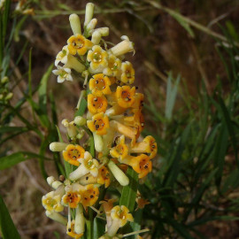 Freylinia lanceolata - Arbuste fleurs de miel