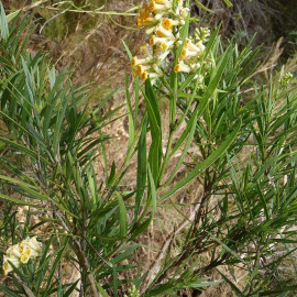 Freylinia lanceolata - Arbuste fleurs de miel