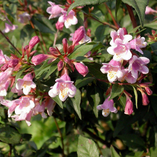 Abelia 'Engleriana' - Abélia de Engler bicolore