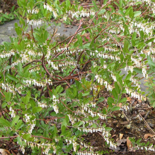 Chamaedaphne calyculata 'White Bells' - Petit Daphné caliculé - Cassandre à feuilles de cuir