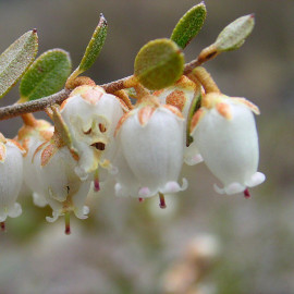 Chamaedaphne calyculata 'White Bells' - Petit Daphné caliculé - Cassandre à feuilles de cuir