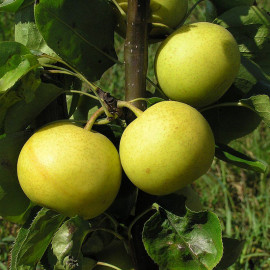 Pyrus pyrifolia 'Shinseiki' - Nashi jaune - Pomme-Poire à peau lisse