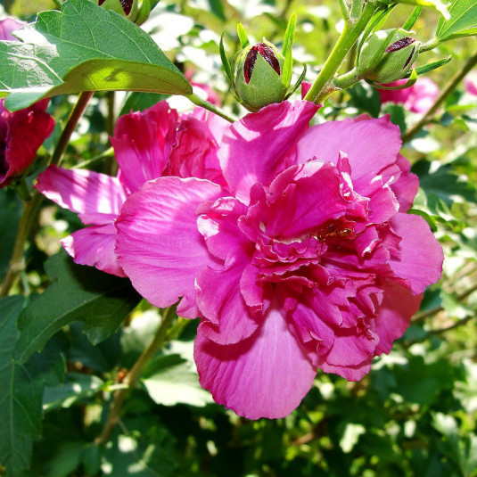 Hibiscus syriacus 'Summer festival'® - Althea double rouge