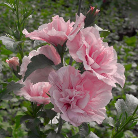 Hibiscus syriacus 'Summer Holiday'® - Althea double blanc et rose