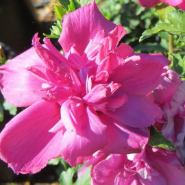 Hibiscus syriacus 'Summer Sunset'® - Althea semi-double rose