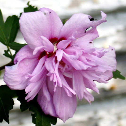 Hibiscus syriacus 'Summer Night'® - Althea double pourpre