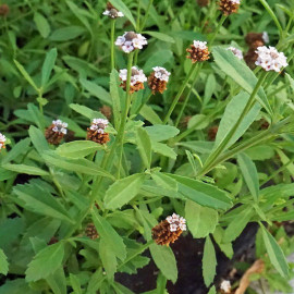 Lippia nodiflora - Verveine nodiflore couvre-sol