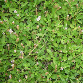 Lippia nodiflora - Verveine nodiflore couvre-sol
