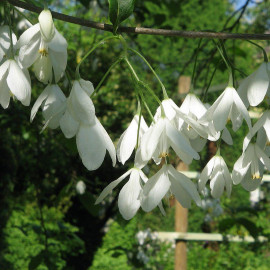 Halesia carolina - Arbre aux clochettes d'argent - Perce-neige en arbre