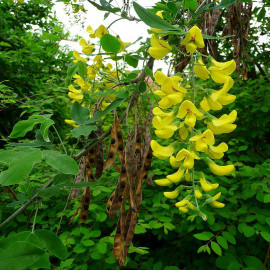 Laburnum anagyroides - Cytise commun - Aubour jaune