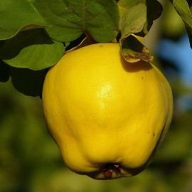 Cognassier d'Angers - Cognassier à gros fruits - Coing jaune