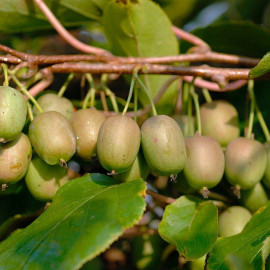 Actinidia arguta 'Vitikiwi'® * - Mini-Kiwi raisin - Kiwaï autofertile