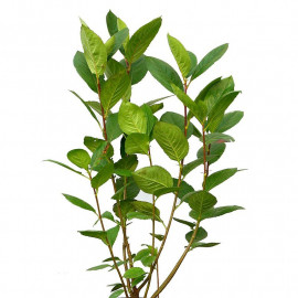Aronia prunifolia 'Hugin' - Aronie noire compacte