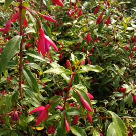 Fuchsia 'Bernisser Hardy' - Fuschia arbustif rustique
