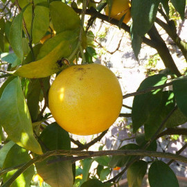Citrus paradisi - Pomelo jaune - Pamplemoussier hybride