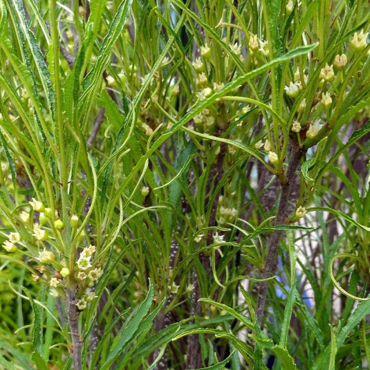 Frangula alnus 'Fine Line' Vente Rhamnus fine feuille Bourdaine érigée