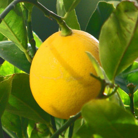 Citrus meyeri greffé en pot - Citronnier de Meyer