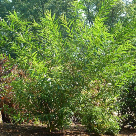 Salix sachalinensis 'Sekka' - Saule à bois plat de Sakhaline