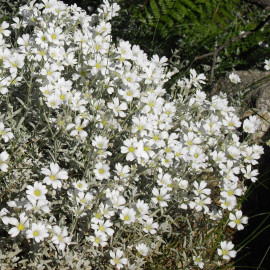 Cerastium tomentosum 'Silberteppich' - Ceraiste - Coussin d'argent