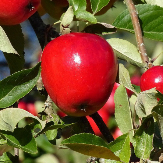 Pommier 'Red Apple' * - Malus domestica rouge en pot