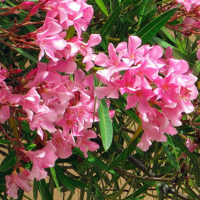 Nerium oleander 'Pink' -...